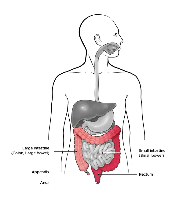 Diagram of the digestive system with the large intestine and rectum highlighted