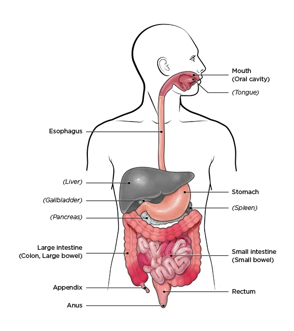 Diagram of the human digestive system from mouth to anus