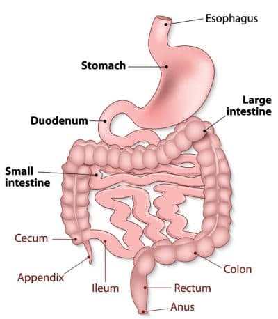 Diagram of the stomach, small intestine and large intestine