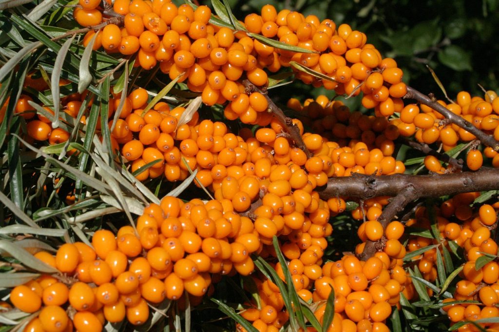 sea buckthorn, sour, berry-3517797.jpg