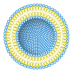 Liposomes